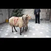 مرکز فروش بره جوان در اسلامشهر|حیوانات مزرعه|تهران, بهارستان|دیوار