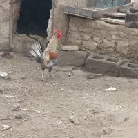 خروس|حیوانات مزرعه|کرباسک, |دیوار