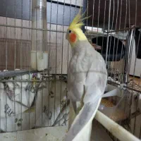 عروس هلندی لوتینو