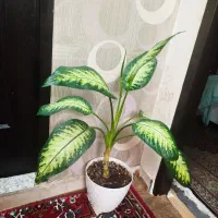 گل دیفن باخیا