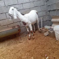 بز نجدی اصیل ماده دوقلو زا