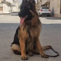 فروش ژرمن شولاین دو رنگ