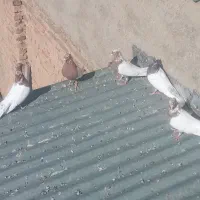 کبوتر|پرنده|اشترینان, |دیوار