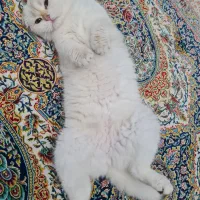 گربه نر جهت جفتگیری نیازمندم