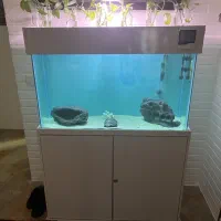 اکواریوم و پایه|ماهی|رفسنجان, |دیوار