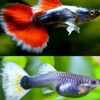 گوپی گاوی سوپر مولد در رنگ‌های متنوع|ماهی|مشهد, احمدآباد|دیوار