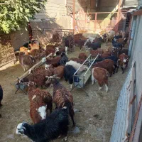 سلام گوسفند فروشی|حیوانات مزرعه|مرودشت, نقش رستم|دیوار