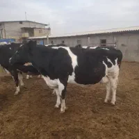 گاوهای جوان|حیوانات مزرعه|تاکستان, |دیوار