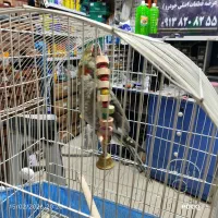 عروس هلندی نرو قفس طوطی