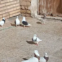 15عدد رنگی|پرنده|شوش, |دیوار