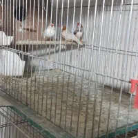 ۴عدد قفس بزرگ ۸عدد جوجه پران|پرنده|تبریز, |دیوار