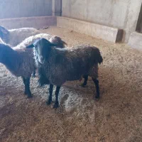 قوچ و بره قوچ رومانف ۱۰۰ درصد