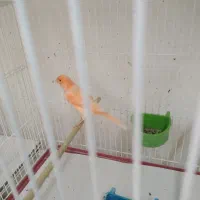 قناری بلند،سرخ برفکی هلندی،سوخته سرخ|پرنده|مشهد, امام خمینی|دیوار