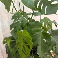 گل برگ انجیری|گل و گیاه طبیعی|تهران, شهرک خرازی|دیوار