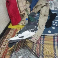 قفس پرنده.کبوتر|پرنده|صدرا-فارس, فاز ۱|دیوار