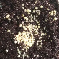 حلزون آلبینو|خزنده|شاهین‌شهر, طالقانی|دیوار