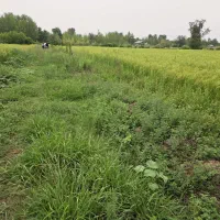 کدوانورسر/زمین کشاورزی شالی۱۳هزارمتروانواع معلمساز|فروش زمین و ملک کلنگی|خشکبیجار, |دیوار