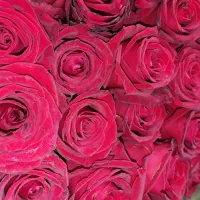 رز عمده از ۴۰۰ تا ۱/۲۰۰ بستگی ب قد و سرگل|گل و گیاه طبیعی|شیراز, رکنآباد|دیوار