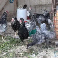 تخم مرغ نطفه دار گلین