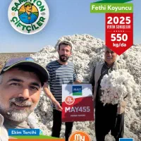 بذر پنبه May 455