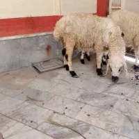 قصاب کشتار بره گوساله و شتر