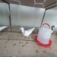 طوقی پالخت