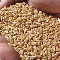 گندم|خوردنی و آشامیدنی|شاهینشهر, مورچه خورت|دیوار