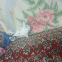 دانه ای۲۰۰|پرنده|شراء, |دیوار
