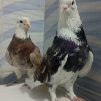 دو عدد نر