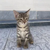 بچه گربه