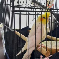 یک جفت عروس هلندی|پرنده|ماهیدشت, |دیوار