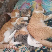 واگذاری رایگان سه عدد گربه خانگی