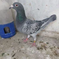 کفتر پلاکی کوهی