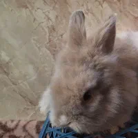 بچه خرگوش لوپ نسکافه‌ای|موش و خرگوش|کرمان, |دیوار