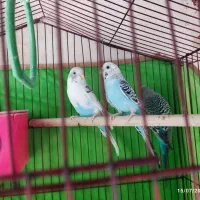 جفت مرغ عشق بالغ با یع جوجه