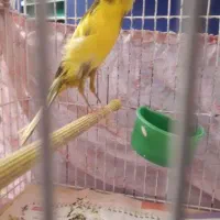 معاوضه قناری با سهره