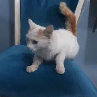 گربه دم سنجابی|گربه|رشت, سعدی (تختی)|دیوار