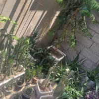 گل طبیعی خانگی|گل و گیاه طبیعی|پارس‌آباد, |دیوار
