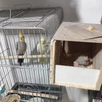 عروس هلندی مولد وجوجه