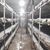 شراکت در تولیدی ،پرورش و غیره|مشارکت در ساخت املاک|سوسنگرد, |دیوار