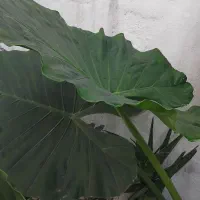 گل بابا آدم|گل و گیاه طبیعی|رشت, باهنر|دیوار