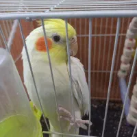 یک عروس هلندی نر همراه قفس وسایل بفروش میرسد