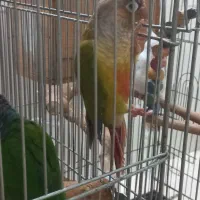 گرینچیک فروشی|پرنده|تاکستان, |دیوار