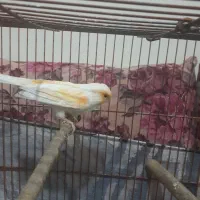 قناری نرسرامیکی|پرنده|پاکدشت, حصار امیر|دیوار