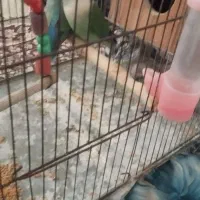 طوطی برزیلی