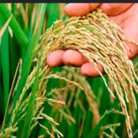 خرید شلتوک(چلتوک)