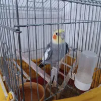 عروس هلندی نر سخنگو با قفس