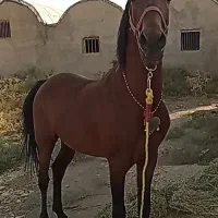 اسب عرب کرد