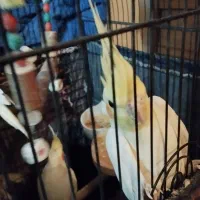 عروس هلندی  و برزیلی|پرنده|ری, سیزده آبان|دیوار