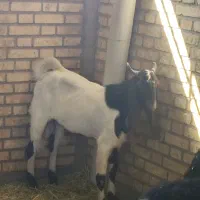 گوسفند عوسی و بز نر|حیوانات مزرعه|خرمشهر, |دیوار